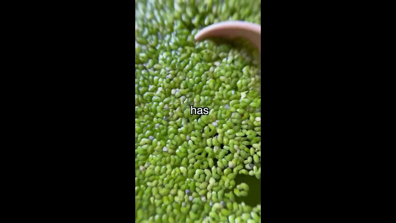 How I Accidentally Killed My Duckweed 