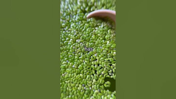 How I Accidentally Killed my Duckweed 🪦