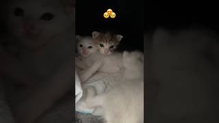 Mushukchalar/mushukcha / cats / cat videos/rek /uzbekistan #mushukchalar #cat #catvideos