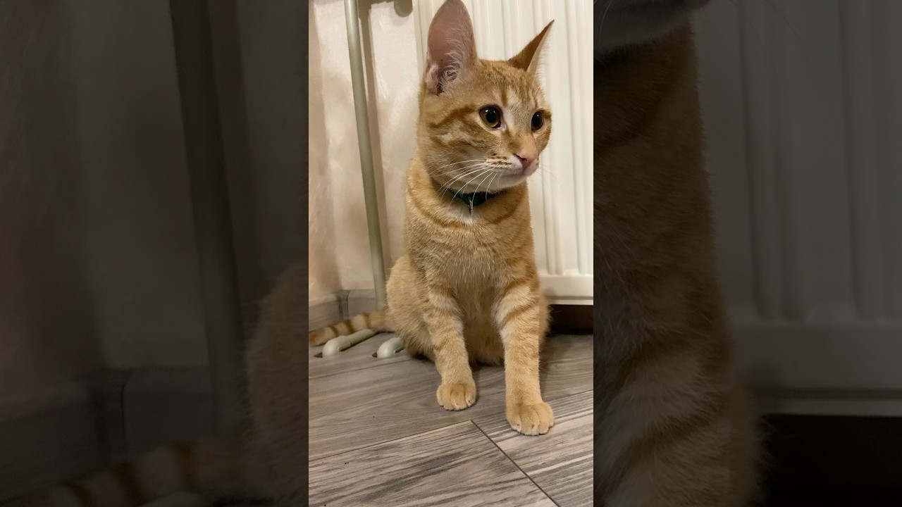 💥03.02.2026💥#вася #cat #веселыекоты #рекомендации #прикольныекоты #котики #прикол #приколы #топ