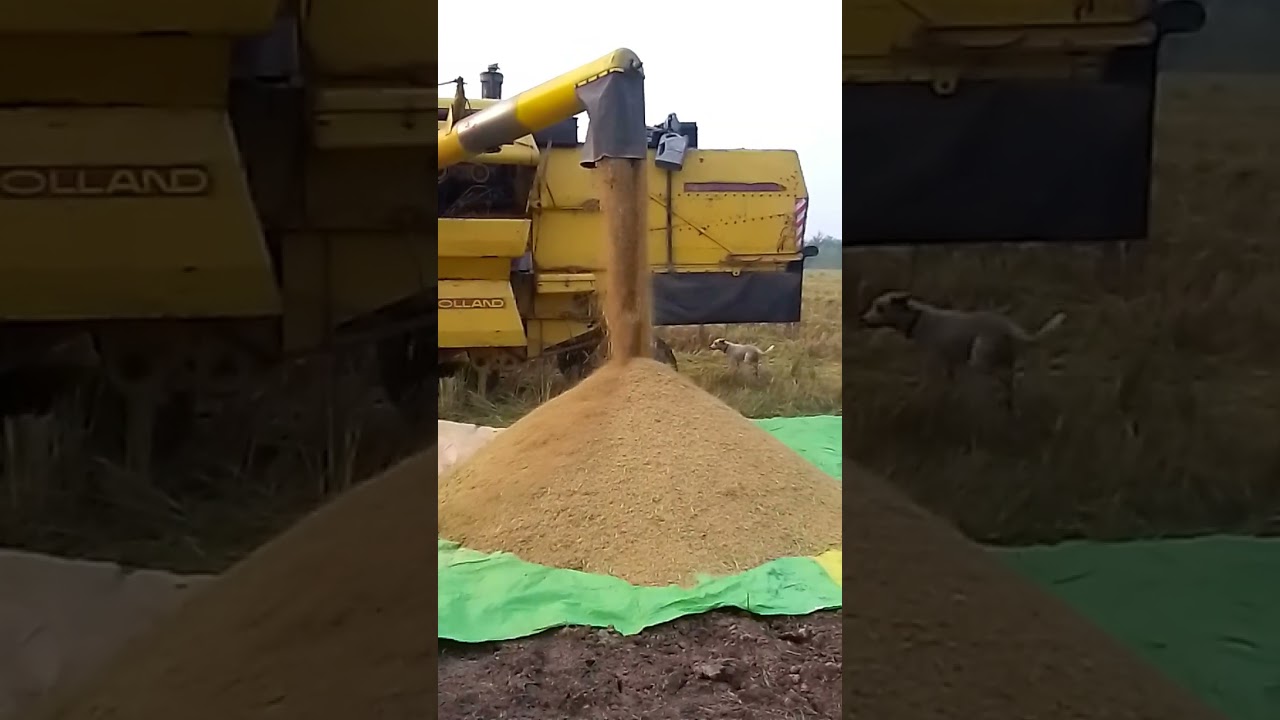 Rice harvesting start in Pakistan 