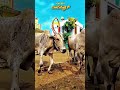 #hor #hori #highspeed #trending #karnataka #history #105 #haveri #rock #bull #history #legend #bull