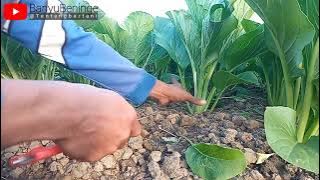 15 HARI SIAP PANEN.. ⁉️ 4 KIAT SUKSES BUDIDAYA CAISIM MUSIM KEMARAU