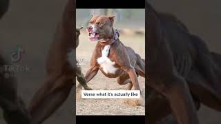 What People Think It's Like To Own a Pitbull #youtube_shorts