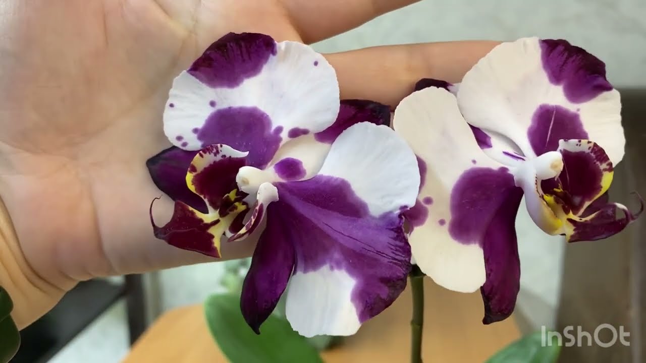 Первое цветение орхидеи Fuller’s Sanshine