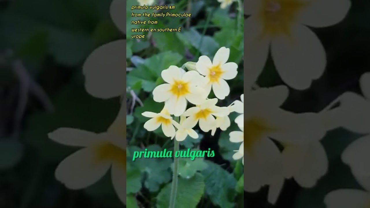 Primula Vulgaris‼️