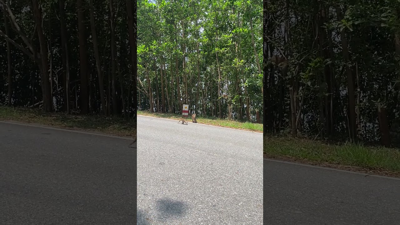 Baby Monkey YoYo, Adorable Petty Monkeys, Funny monkey KaKo, Monkey BiBi, Primative monkey | EP15