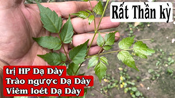 Cây trị Trào ngược Dạ Dày, HP Dạ Dày, viêm loét Dạ Dày rất Thần kỳ. PHAN HẢI Channel