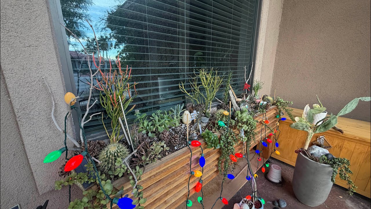 New Plant For The Planter Box | Sedum