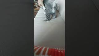 Play Time  Debbrhezz The Babssatisfying shorts short angakingawitaypagibig dog happy