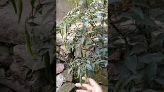 গাছে কত লঙ্কা হয়েছে #youtubeshorts #greenthumb #garden