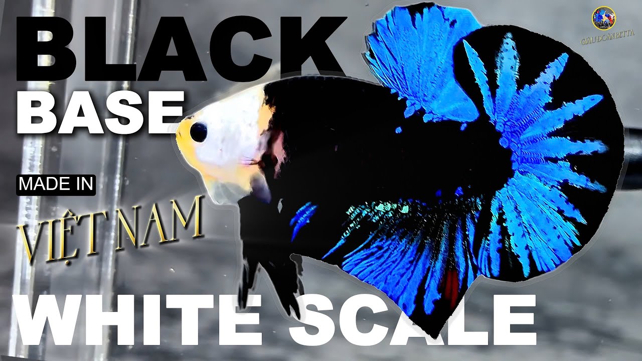 Cùng Ngắm Những Bé Cá Betta Đẹp Ở Trại Cá | GIÀU ĐOÀN BETTA | 16 Tháng 4 | BLACK BASE | WHITE SCALE