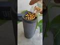 golden balls jbl flips2 bass test