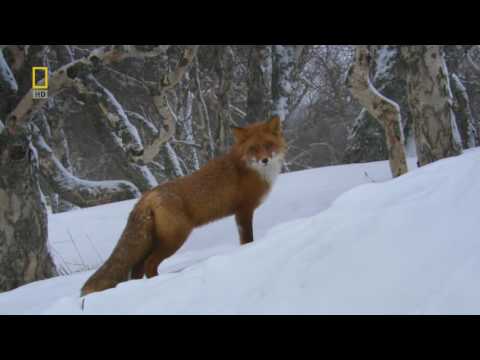 Wild Russia: Kamchatka Hd