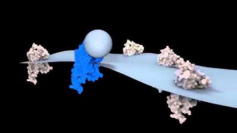 Ligand binding with bilayer demo