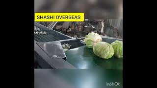 Cabbage and Brinjal 🍆 grading machine by SHASHI OVERSEAS +91-9416995445