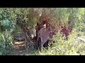 Donkey Khibar Life But Wiled Life Full Meting Video