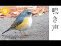 【解説付き】ルリビタキの鳴き声3種(地鳴き・さえずり)