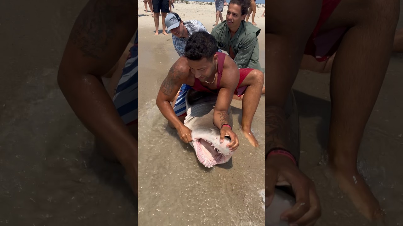 ✅Hook Removal and Release✅ #shorts #fish #fishing #florida #longisland #ny #shark #beach thumbnail