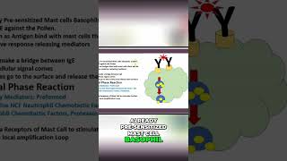 Allergy Attack Explained: Mast Cells &amp; IgE Response #shorts