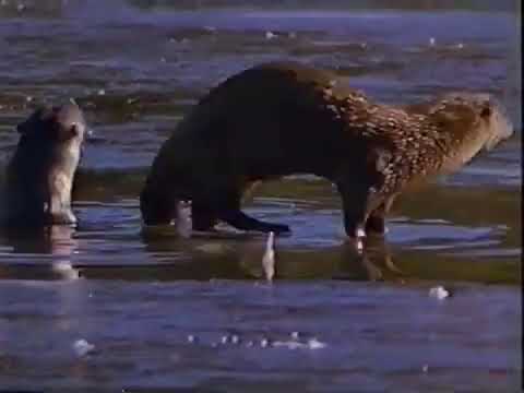 The Living Edens Stock Footage - River Otters