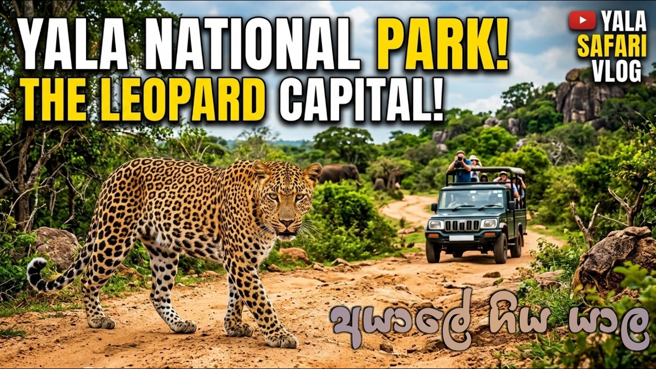 Yala National Park | අයාලේ ගිය යාල කැලේ දින 2ක් #yalasafari #srilankawildlife  #wildlifesrilanka