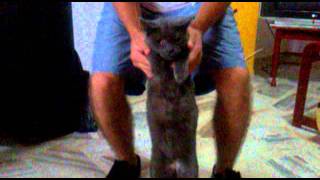 el gato ganjah