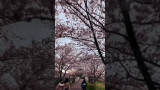 Download Lagu Come ride with me to the Sakura road! #shorts MP3