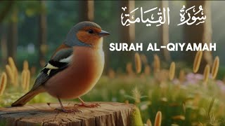 75 | Quran | Коран | Surah Al-Qiyamah 10 times | القيامة | Сура Аль-Кыяма 10 раз#quran#коран#куран