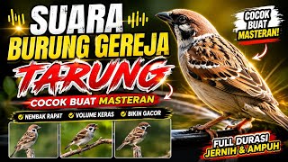 Suara Burung Gereja Tarung Paling Gacor 2026 | Cocok Buat Masteran Burung | Full Isian Jernih 
