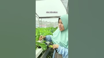 Thumbnail of Fakta Unik Kale Superfood 🔥