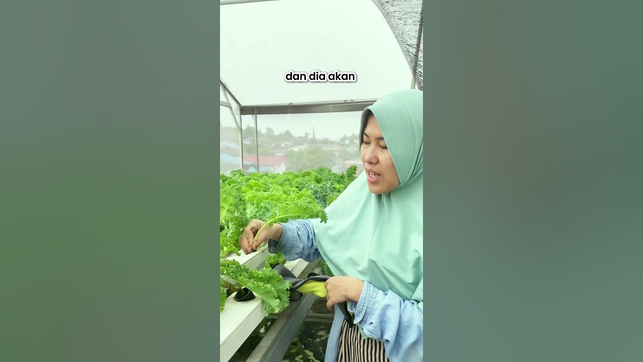 Fakta Unik Kale Superfood 🔥
