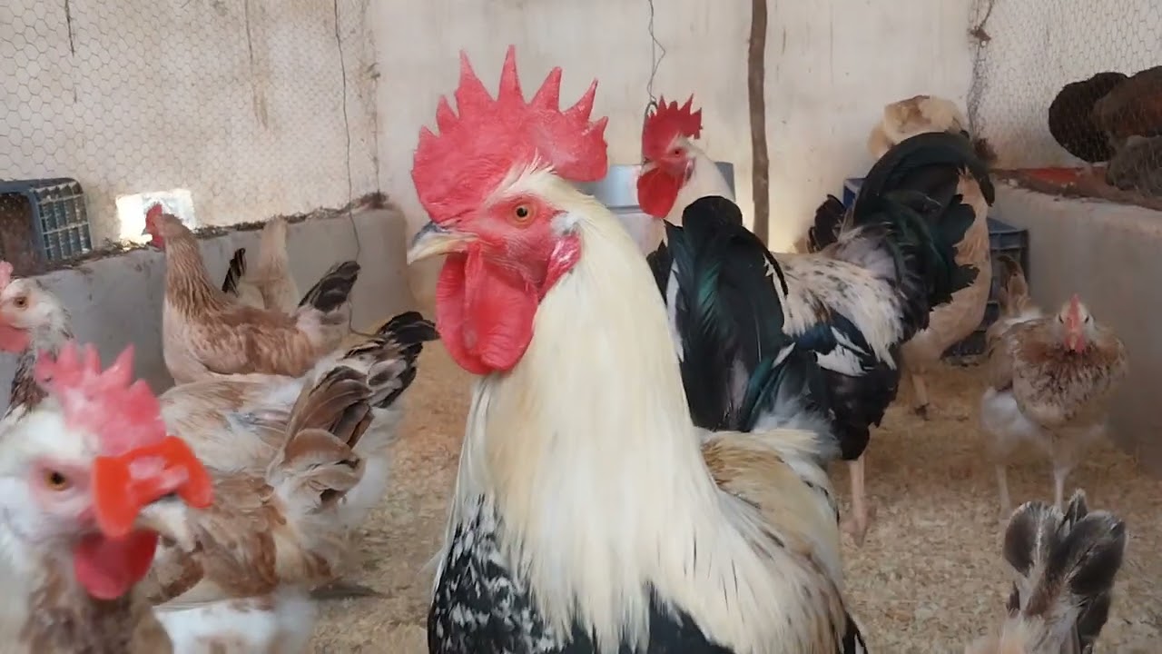 سلالة المورسيانا الجميلة اسبانية الأصل .دائما نقدم لكم الأفضل  للجودة عنوان 0644144113.