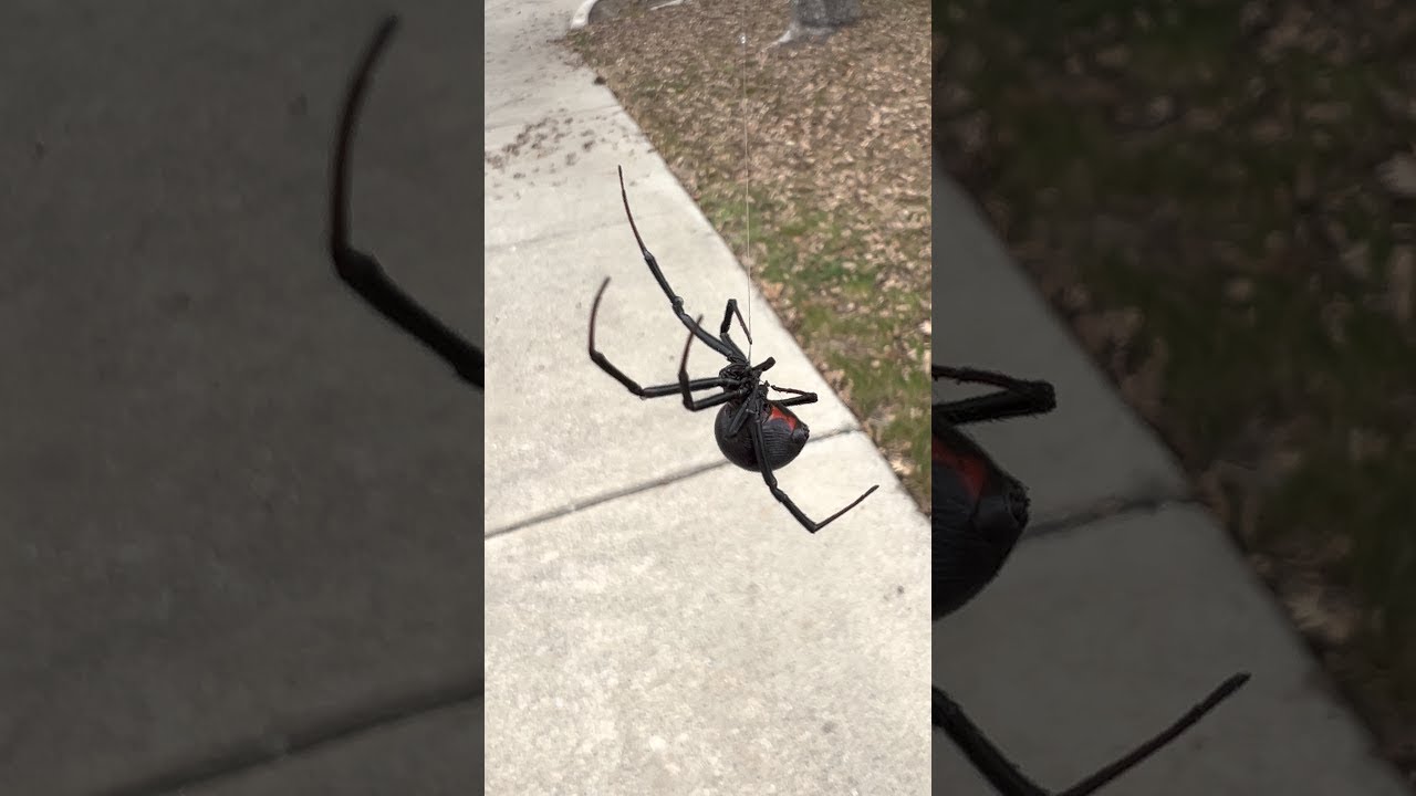 Big Black Widow Dangles From Web || ViralHog