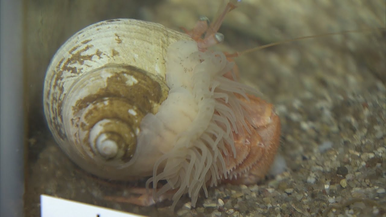 世界が注目する新種のイソギンチャク ヤドカリに付着して｢宿｣の貝を