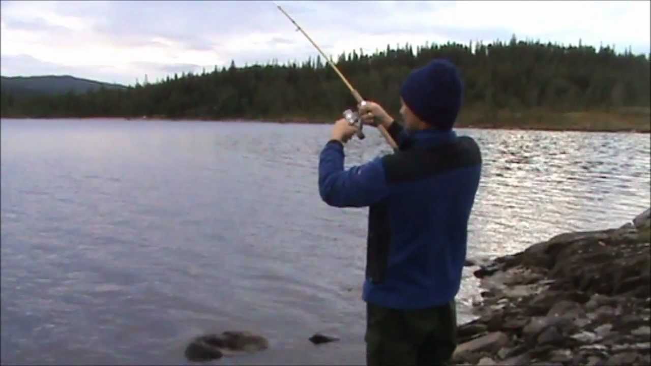 Stor ørret i Snåsafjella