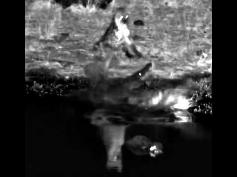 Victoria Falls Waterhole cam ~ From Calm to Danger in seconds! May26, 2026