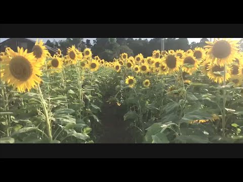 八夏日/アオトケイ feat.初音ミクDark