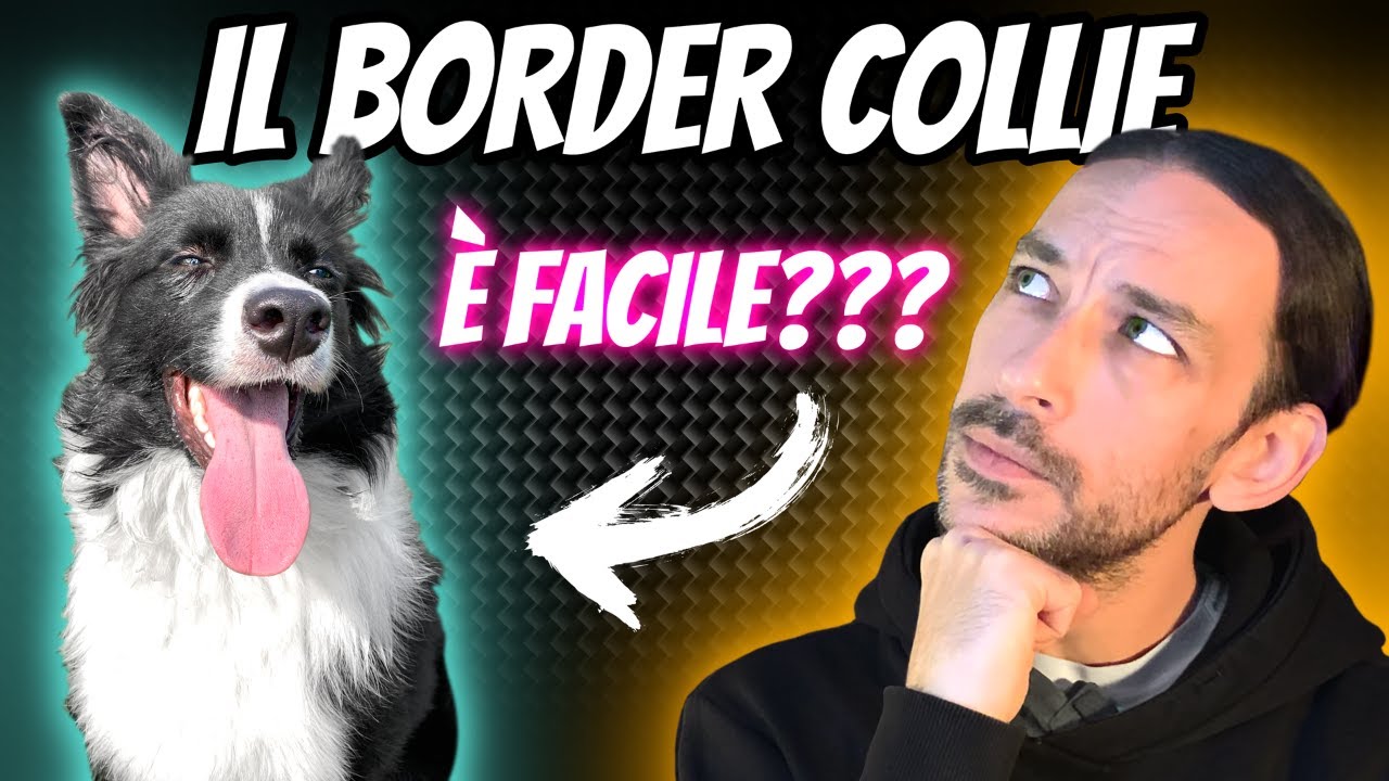 Il BORDER COLLIE non è FACILE come CREDI!! | 2 anni con Knoxy