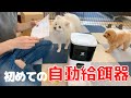 長時間お留守番させる人必見！犬猫の自動給餌器！Automatic feeder/dog/cat