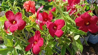 Swamp Rose Mallow Plant Velvet Plant Neoregelia Carolinae Plant Orchid Aralia Chandramollica Plant