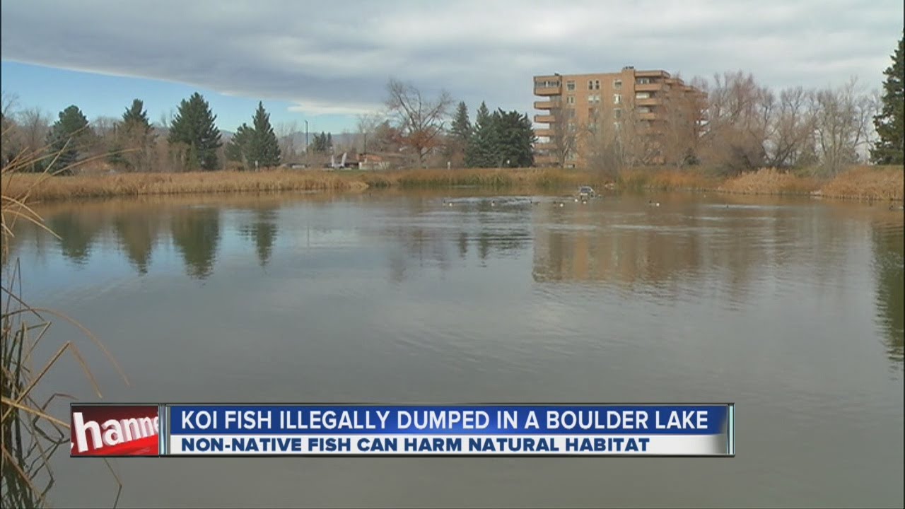 Non-native fish illegal dumped in Boulder lake