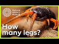 Do centipedes really have 100 legs? | Surprising Science