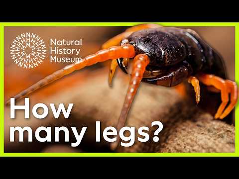 Do centipedes really have 100 legs? | Surprising Science