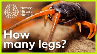 Do centipedes really have 100 legs? | Surprising Science
