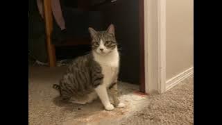 78598977840  CF987EB0 748D 4D43 972F 5EBB8A120BCE