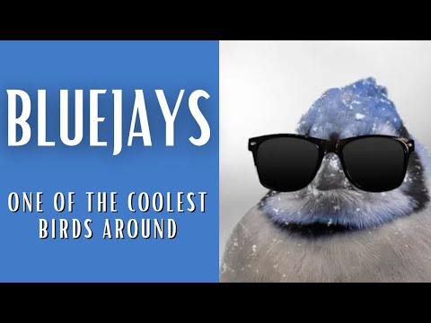 5-reasons-blue-jays-are-one-of-the-coolest-birds