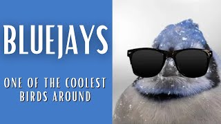 Blue Jays | One of the Coolest Birds Around
