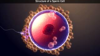 Structure of a Sperm Cell