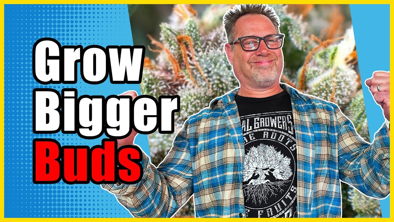 Производители каннабиса используют три простых приема для повышения урожайности.